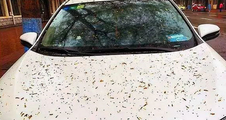 車上密密麻麻的白點怎么去除