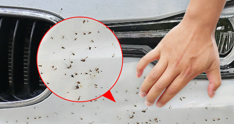 汽車上樹膠怎么去除小妙招