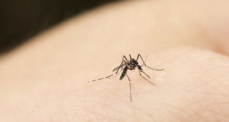 車內有蚊子怎么快速解決