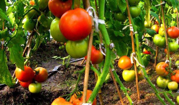 有機食品認證標志