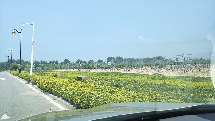 雨后見美景 雷克薩斯RX450hL懷來官廳游記